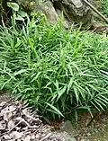 Zingiber officinale and habitat