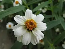 Zinnia angustifolia