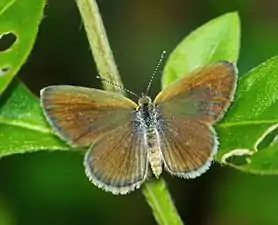 Upperside (female)