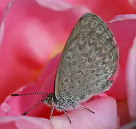 Image 21Zizina labradusPhoto credit: John O'NeillA Common Grass Blue (Zizina labradus), a small Australian butterfly. This specimen, perched on a rose, is approximately 10 millimetres (0.4 in) in size. Females generally have a larger wingspan compared to males (23 and 20 mm or 0.9 and 0.8 in respectively).More selected pictures