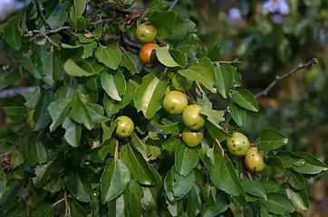 smooth, hard fruit and glossy foliage