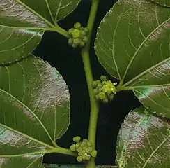 flowers in leaf axils