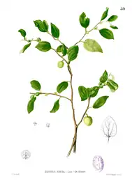 Plate from the book Flora de Filipinas