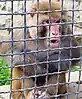 Rhesus macaque