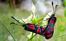 Mating pair