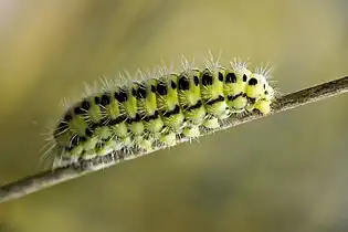 Larva