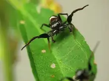 Photograph showing ritualized agonistic behavior between Z. sexpunctatus males