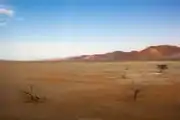 Trees in the Namib-Naukluft National Park