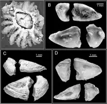 Chthamalus anisopoma barnacle