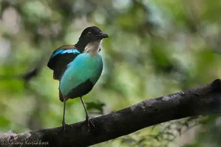 Azure-breasted Pitta